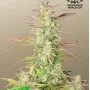 Cannabis seeds Z-Up Auto™ from Fast Buds